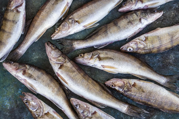 fresh fish pike perch with fresh vegetables and herbs on the background