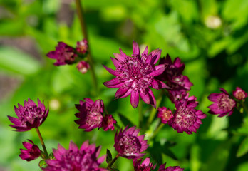 pink flower in the garden