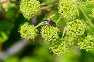 bee on a flower