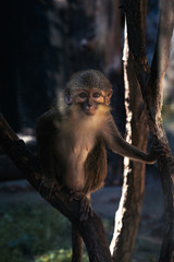 Monkey sitting on a tree