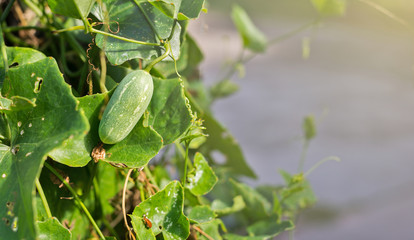 Ivy gourd (scientific name: Coccinia grandis), green raw fruit hanging on the vine in the garden.