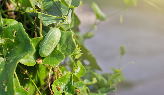 Ivy gourd (scientific name: Coccinia grandis), green raw fruit hanging on the vine in the garden.