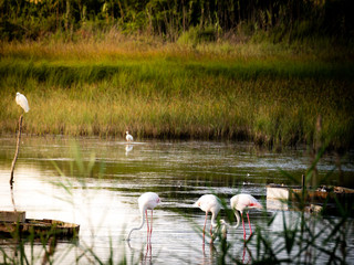 Shot of a group of beautiful flamingos relaxing in the protected Granelli Natural Reserve lake in the southern Sicily, Italy. The shot is take during a summer day