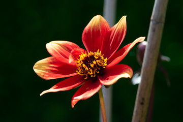 Beautiful red and yellow flower flower