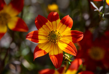 Beautiful red and yellow flower flower