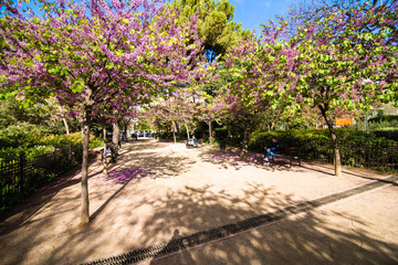 Barcelona, Spain - April, 2019: Blooming cherry tree with pink flowers at lake with sandy bottom near Sagrada Familia cathedral, Barcelona, Spain