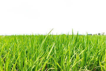 Close up green paddy rice field grass on white background. Copyspace and background Concept.