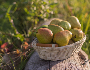 ripe pears, fruit, rustic, green