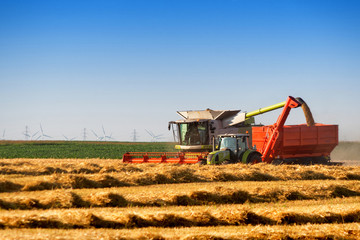 Combine harvester in the wheat field in summer season harvesting the crops in a sunny day © Petar