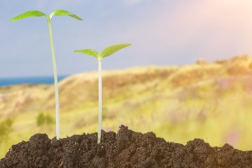 Growth of new life on  background