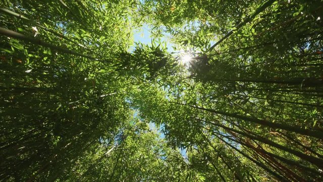 Underneath view of a bamboo forest with the sun passing through the canopy. Traveling 