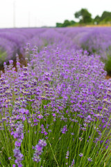 Naklejka premium Lavender field on summer