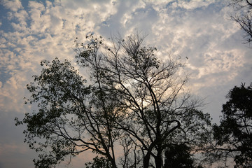 Fototapeta na wymiar Silhouette of a tree