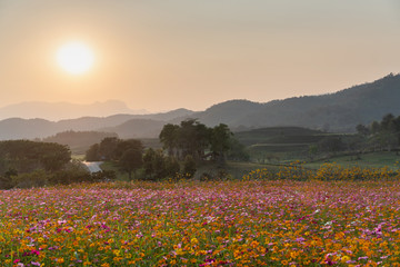 The flowers field in the sunset with mountain background 