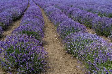 Fototapeta na wymiar Lavender field on summer