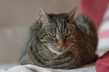 Eine grau getigerte Katze liegt auf einem Sofa