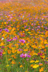 pink, yellow, and white flowers in the green field