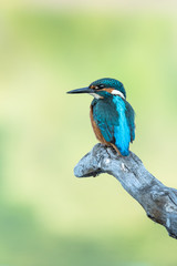 Beautiful nature scene with Common kingfisher (Alcedo atthis). Wildlife shot of Common kingfisher (Alcedo atthis) on the branch. Common kingfisher (Alcedo atthis) in the nature habitat.