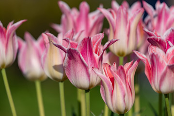 Obraz na płótnie Canvas Pink tulips flower, in full bloom