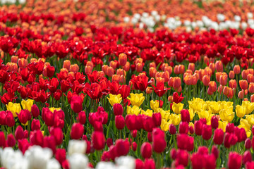 Colorful tulip flower field, in full bloom