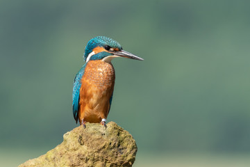 Beautiful nature scene with Common kingfisher (Alcedo atthis). Wildlife shot of Common kingfisher (Alcedo atthis) on the branch. Common kingfisher (Alcedo atthis) in the nature habitat.