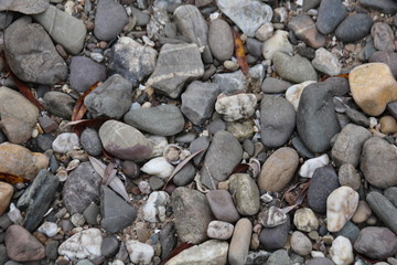 Bank of the Rhine