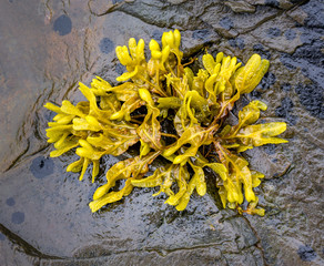 a seaweed species called rockweed exposed on the rocks at low tide. spotted on the maine coast near...