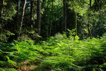 Beautiful green ferns in the sunlight in the forest near Bad Orb, Hessen, in the Spessart forest