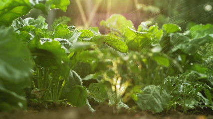 Drip irrigation beet in the vegetable garden