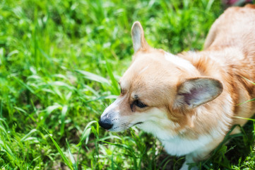Happy dog corgi on the grass in summer day