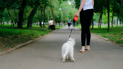 Young girl is walking with her dog on a retractable leash on asphalt sidewalk. Little white puppy Husky 2 months old in summer park.
