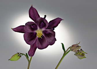 violette Blüte der Akelei, Aquilegia, als Studioaufnahme mit Lichtspot