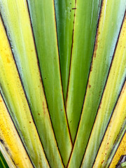 close up pattern of Green Tree background