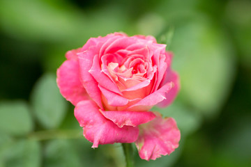 rose, flower, pink, red, garden, nature, flowers, love, plant, green, beauty, roses, beautiful, flora, bloom, petals, blossom, summer, macro, petal, romance, romantic, floral, leaf, valentine