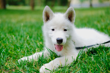 Happy smiling Little white puppy Husky 2 months old is lying on the grass in park. Summer dog walking.