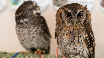 Baby owls