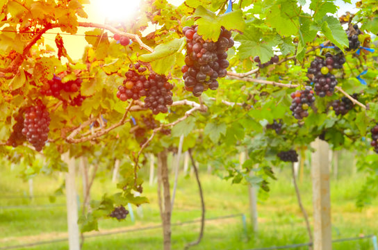 grape bunch in farm growing in thailand for make great wine