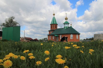cow grazing in front of the church