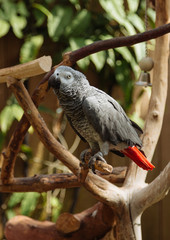 African Gray Parrot