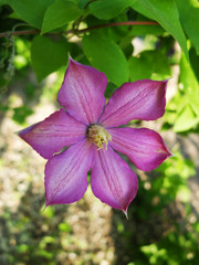 purple flower