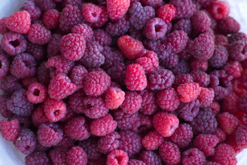 Raspberries 
