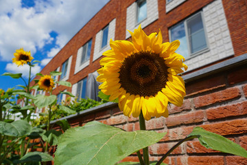 sunflowers open up in the sun to absorb sunlight