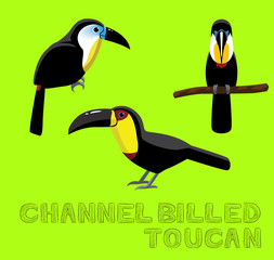 Channel Billed Toucan Cartoon Vector Illustration