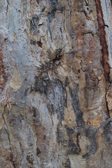 bark of a tree