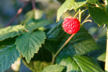 Ripe red raspberry growing in the garden.
