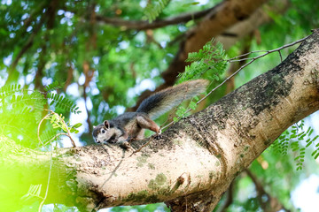 Squirrel on the tree trying to eat bananas and fruits in basket