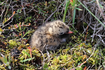 Sterna paradisaea. Chick polar tern close-up