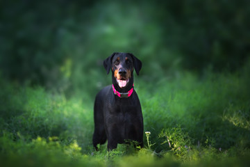 Doberman portrait on dark background