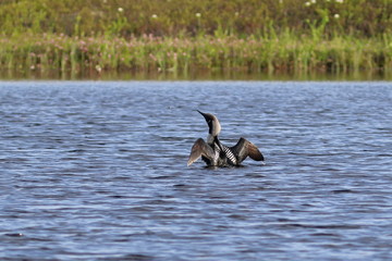 Gavia arctica. Arctic Loon on a Sunny summer day in Yamal