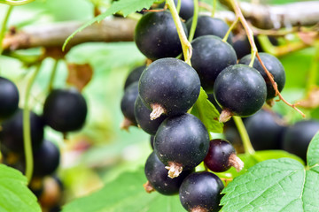 Blackcurrants on the bush branch in the garden, harvest of blackcurrants on the branch